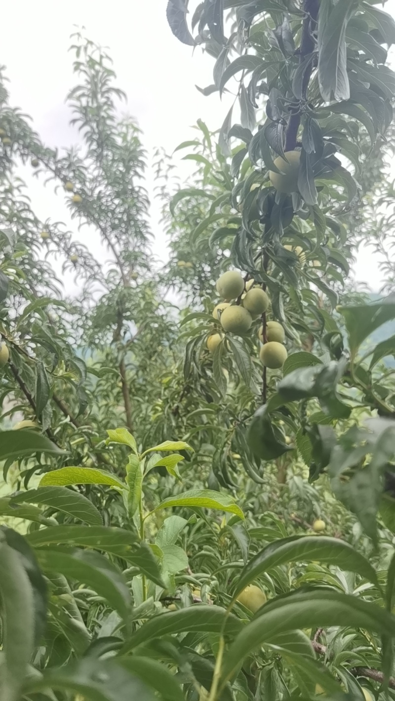 蜂糖李按果径分级：特大果(50mm以上)19元/斤，大果