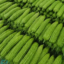 万亩苦瓜，绿皮苦瓜，大量上市，大量有货，。。。