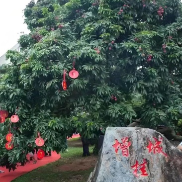 增城挂绿荔枝