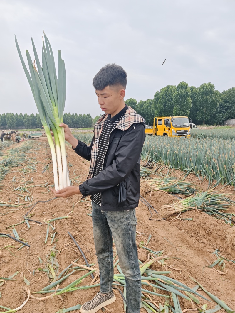 山东铁杆大葱中粗偏上货杆子四十八白度三十