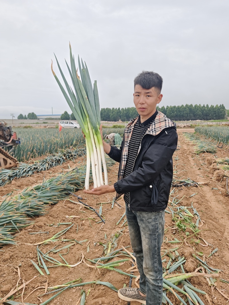 山东铁杆大葱中粗偏上货杆子四十八白度三十