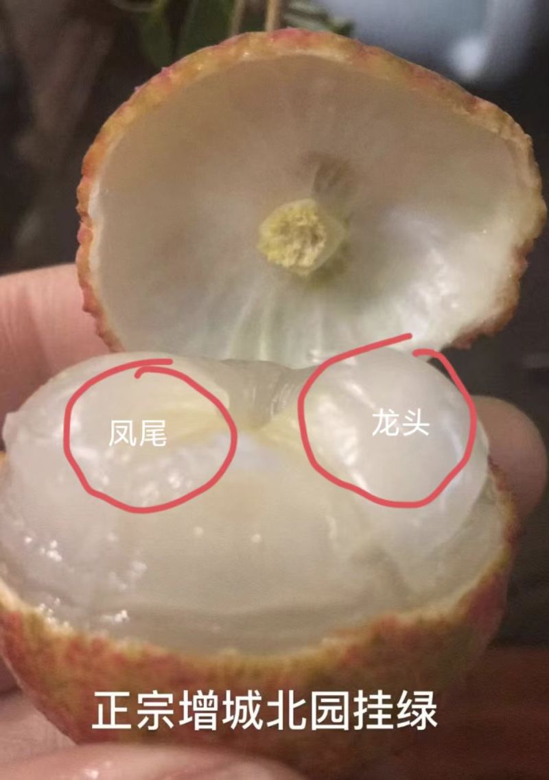 增城挂绿荔枝