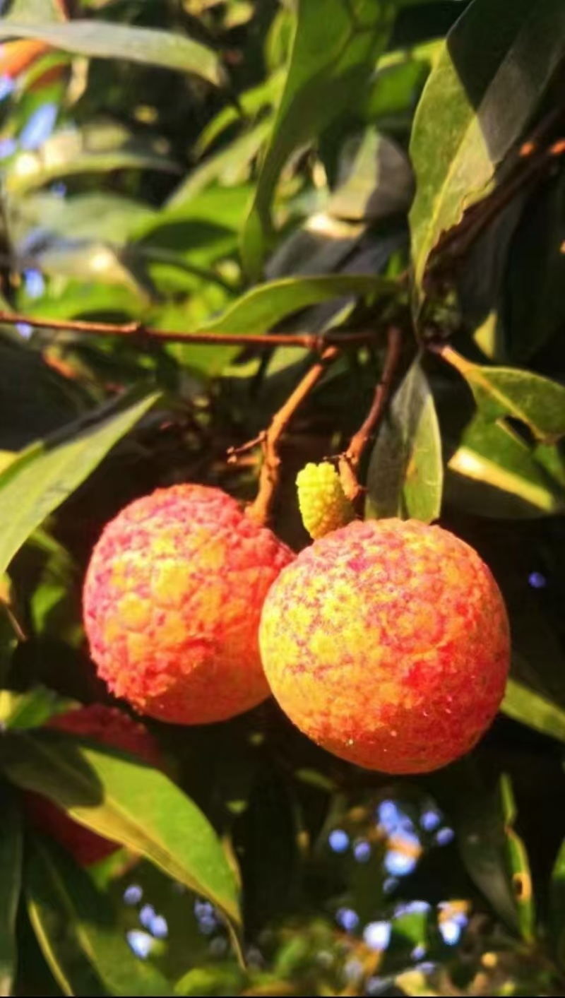 增城挂绿荔枝