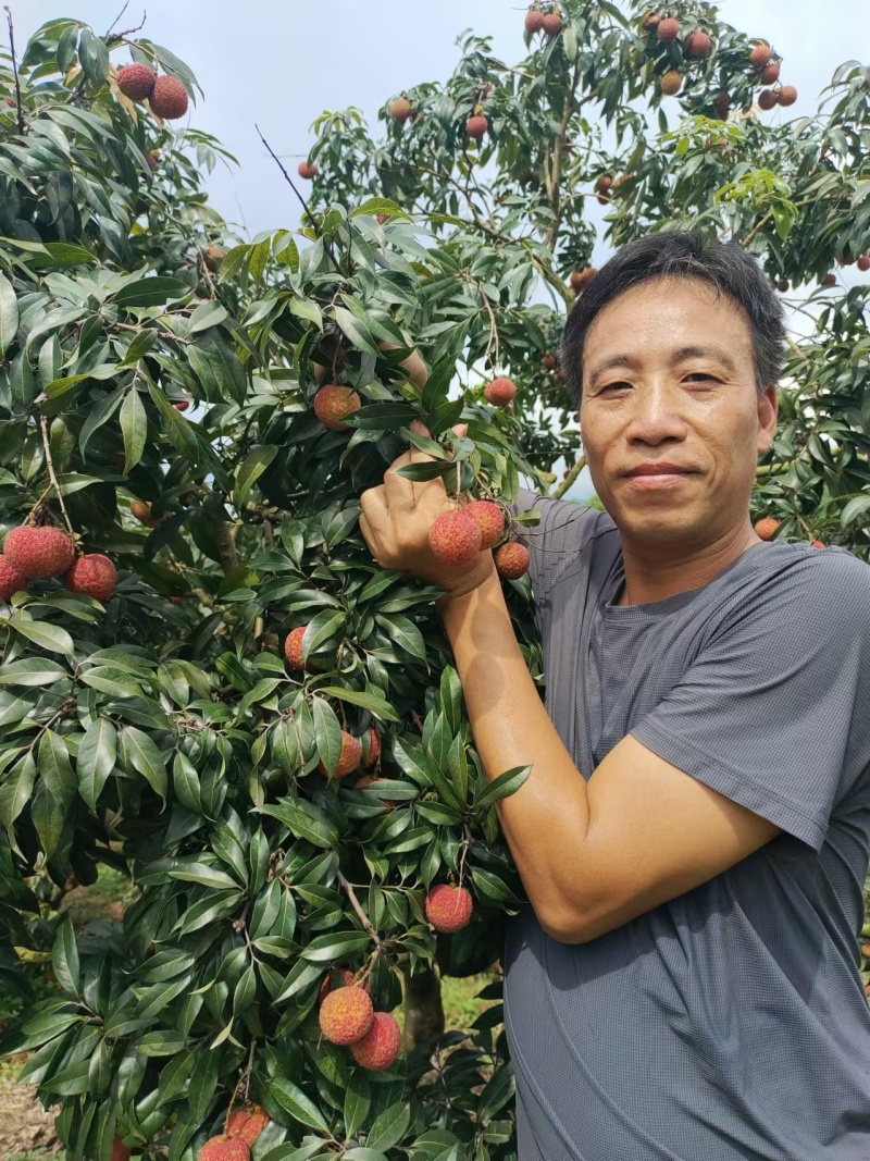 增城挂绿荔枝