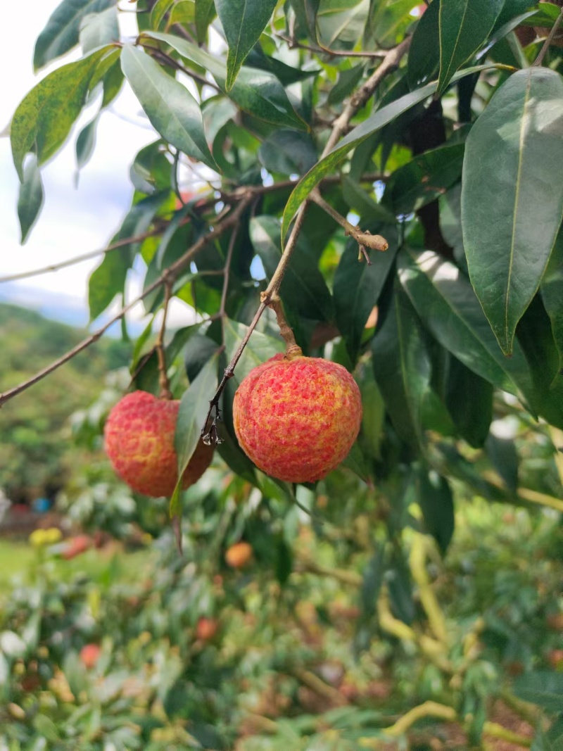 增城挂绿荔枝