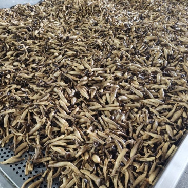 真空低温脱水鹿茸菇脆，鹿茸菇干，vf工艺