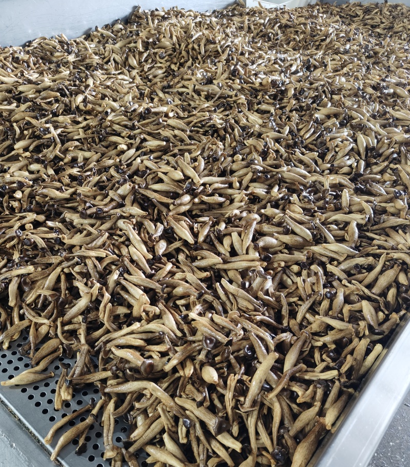 真空低温脱水鹿茸菇脆，鹿茸菇干，vf工艺