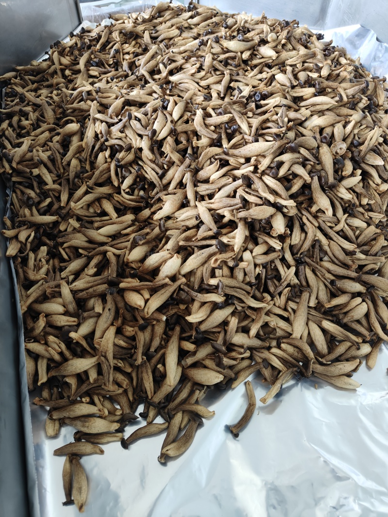 真空低温脱水鹿茸菇脆，鹿茸菇干，vf工艺