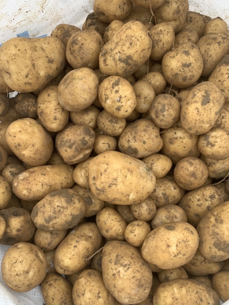 恩施马尔科土豆