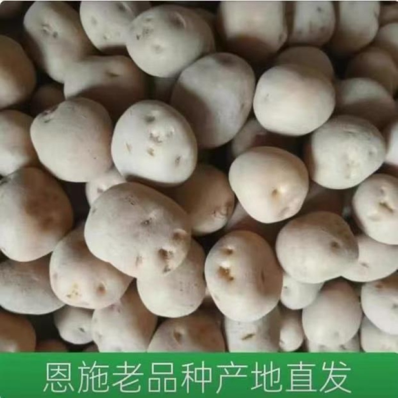 恩施马尔科土豆