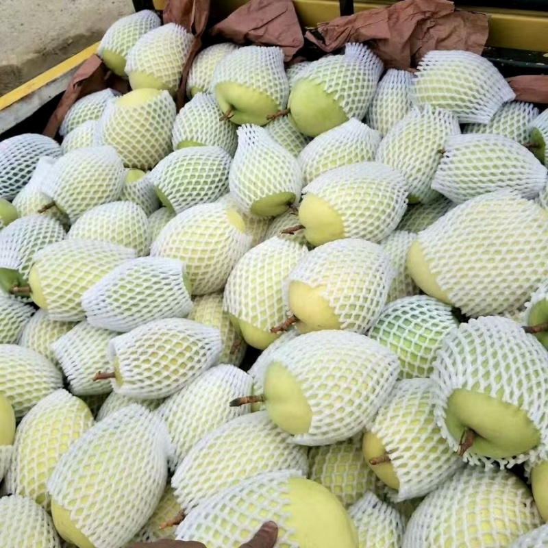 攀枝花凯特芒基地直发（批发电商代发一级二级都有）