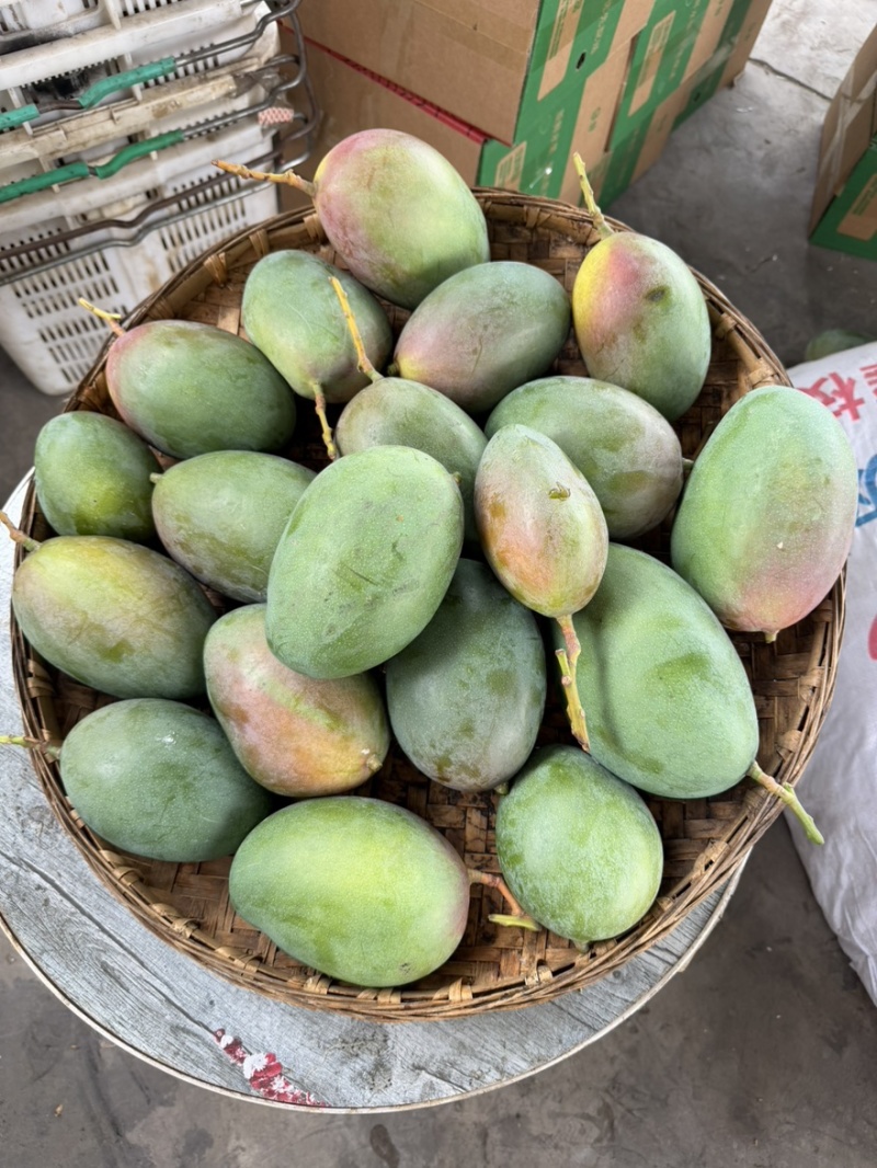 攀枝花凯特芒基地直发（批发电商代发一级二级都有）