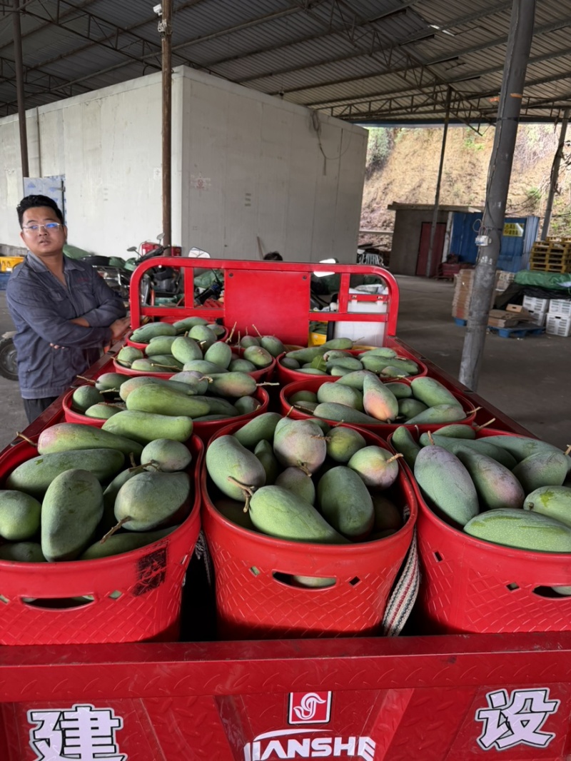 攀枝花凯特芒基地直发（批发电商代发一级二级都有）