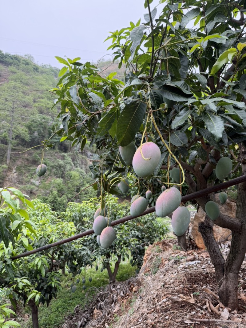 攀枝花凯特芒基地直发（批发电商代发一级二级都有）