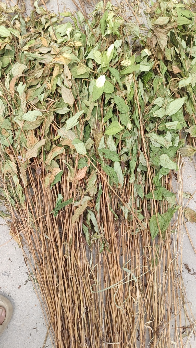 大别山野生三白草