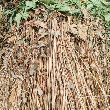 大别山野生三白草