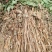 大别山野生三白草
