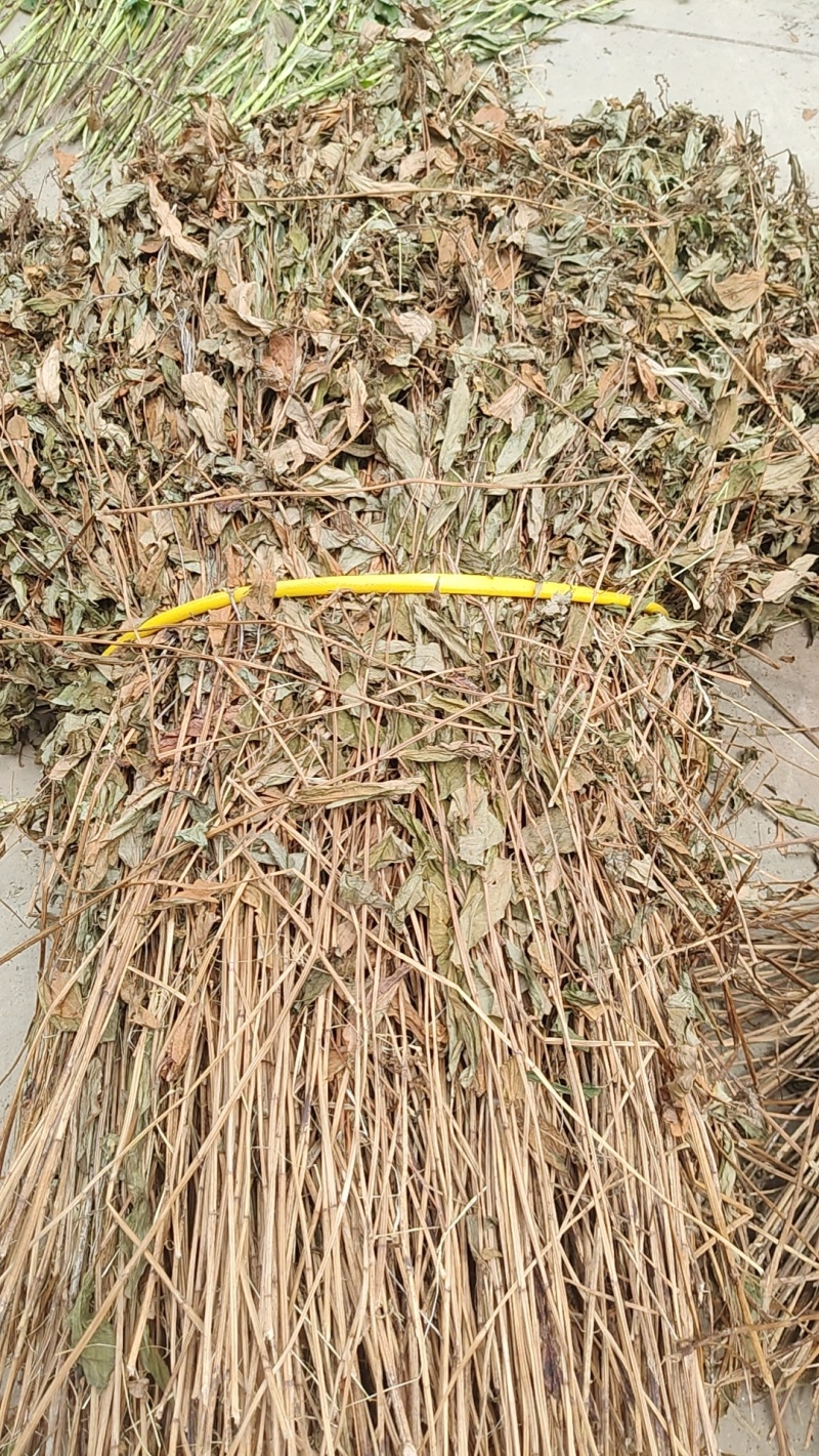 大别山野生三白草
