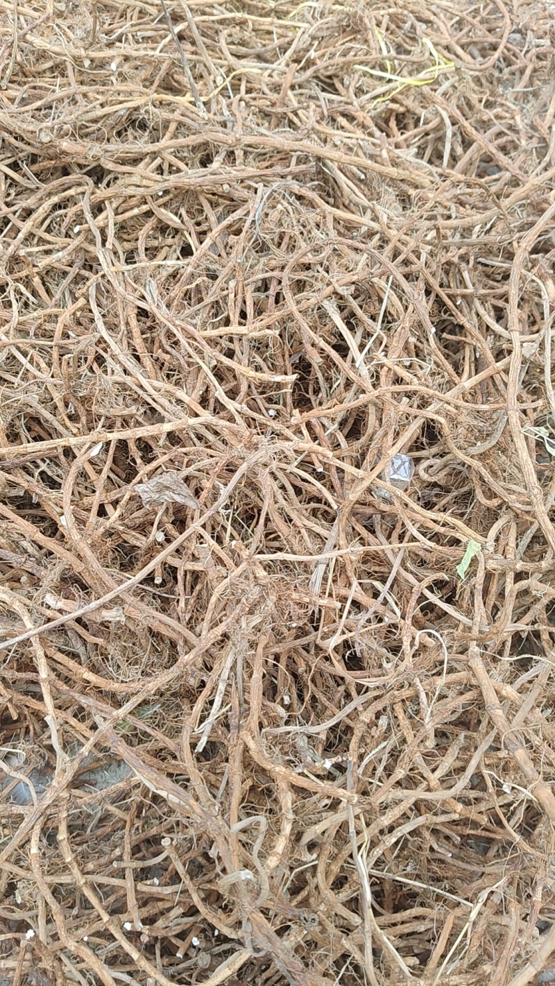 大别山野生三白草
