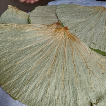 荷叶