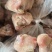 猪脚圈