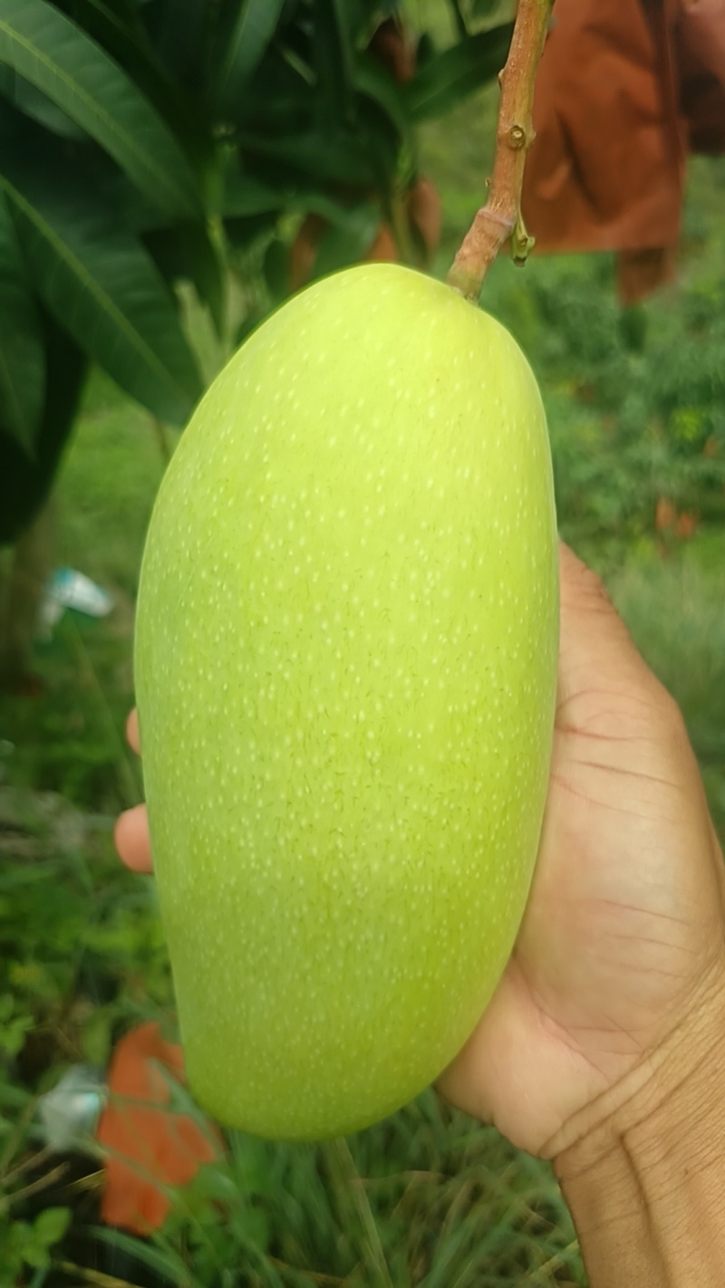 大青芒，金煌芒
