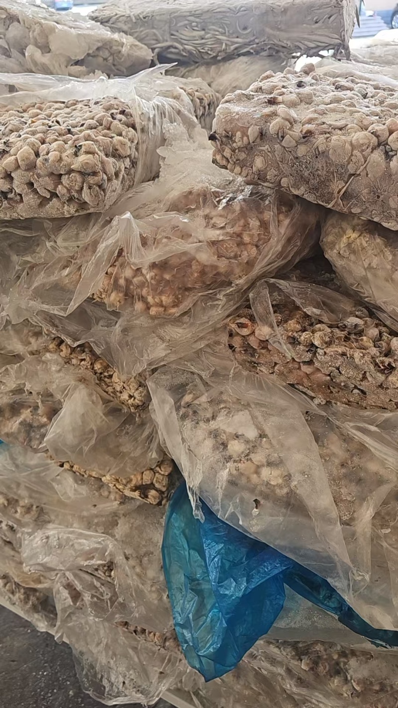 北太300-500嘴，当饲料处理