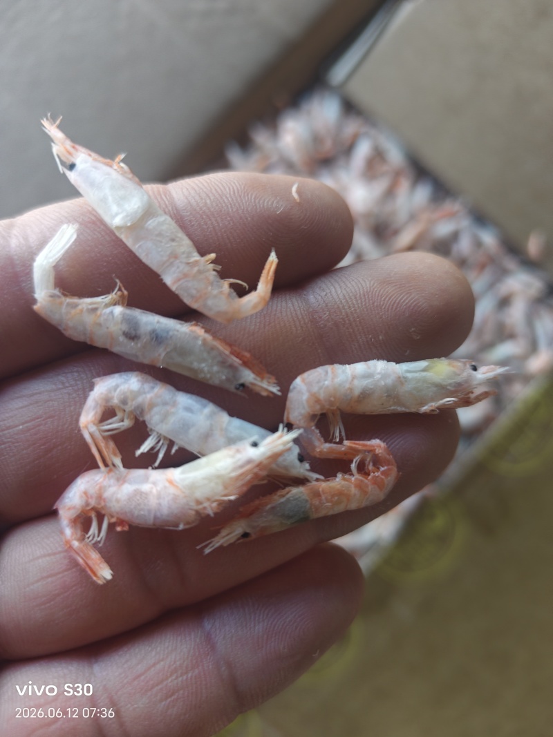 麦穗虾钩子虾蹦蹦虾（纯淡干大个头）加工批发一手货源好货