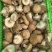 平泉香菇光面菇小菇菜菇花菇品类齐全欢迎咨询