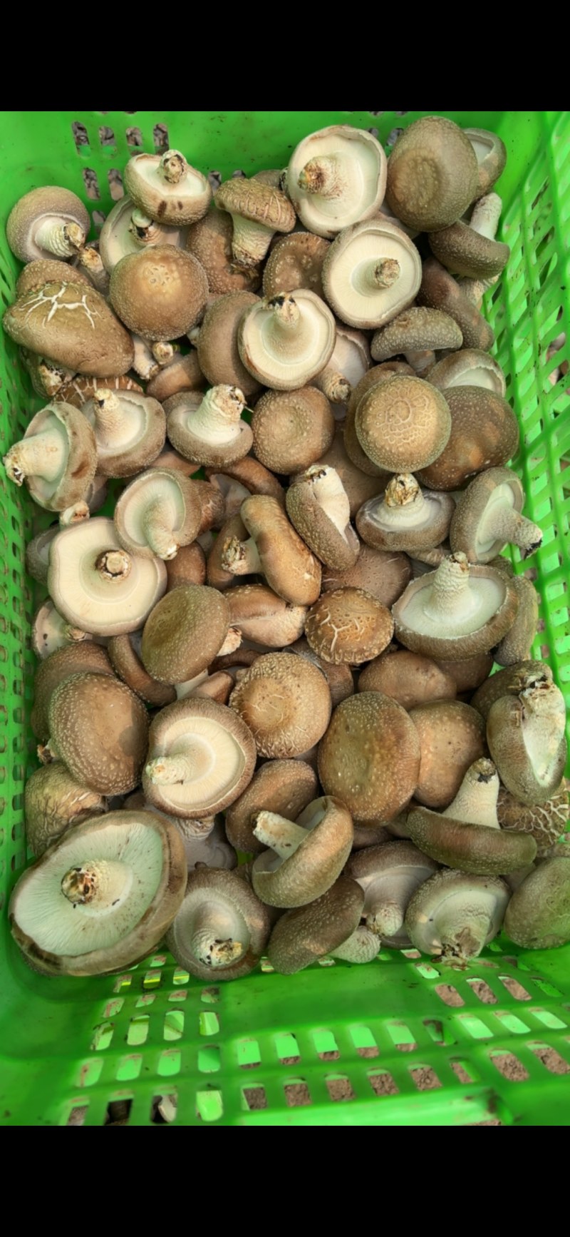 平泉香菇光面菇小菇菜菇花菇品类齐全欢迎咨询