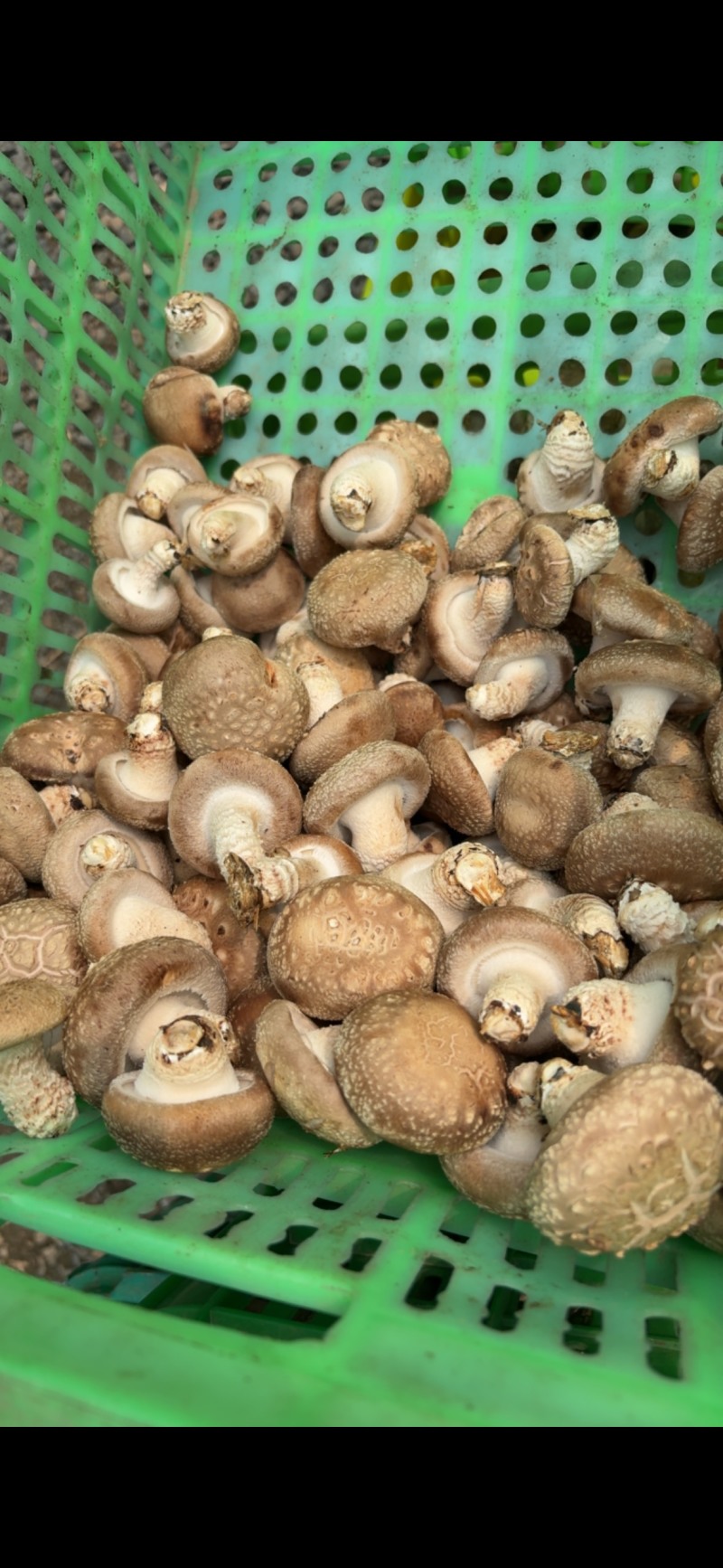 平泉香菇光面菇小菇菜菇花菇品类齐全欢迎咨询