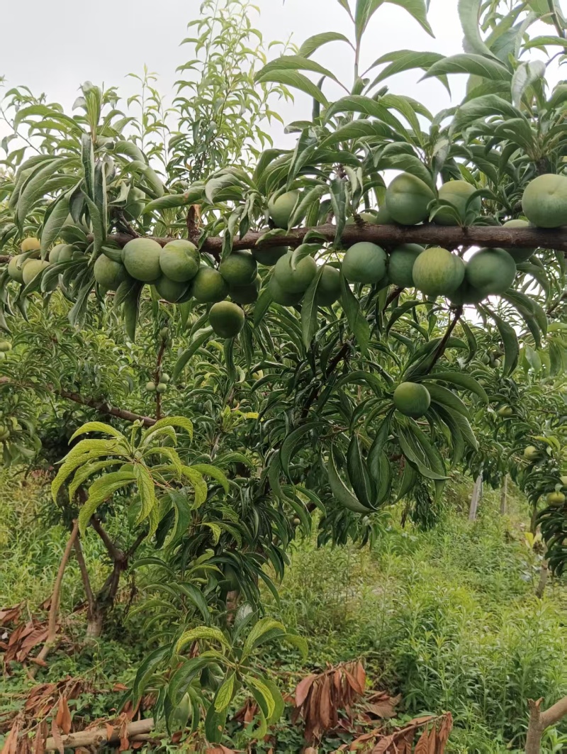 蜂糖李.