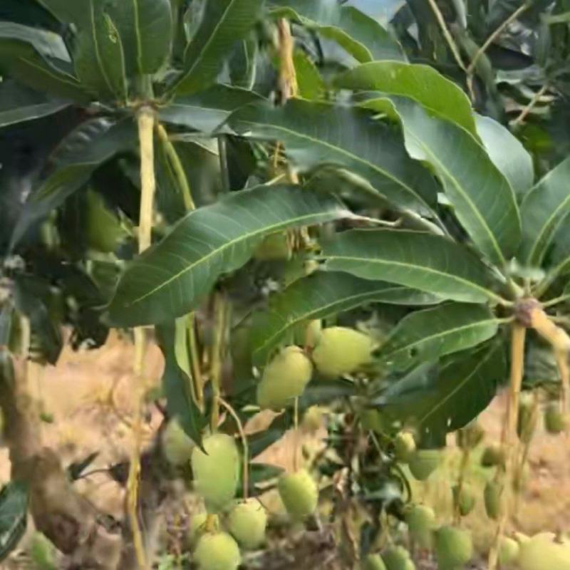 工厂榨汁货，金煌，大青公果