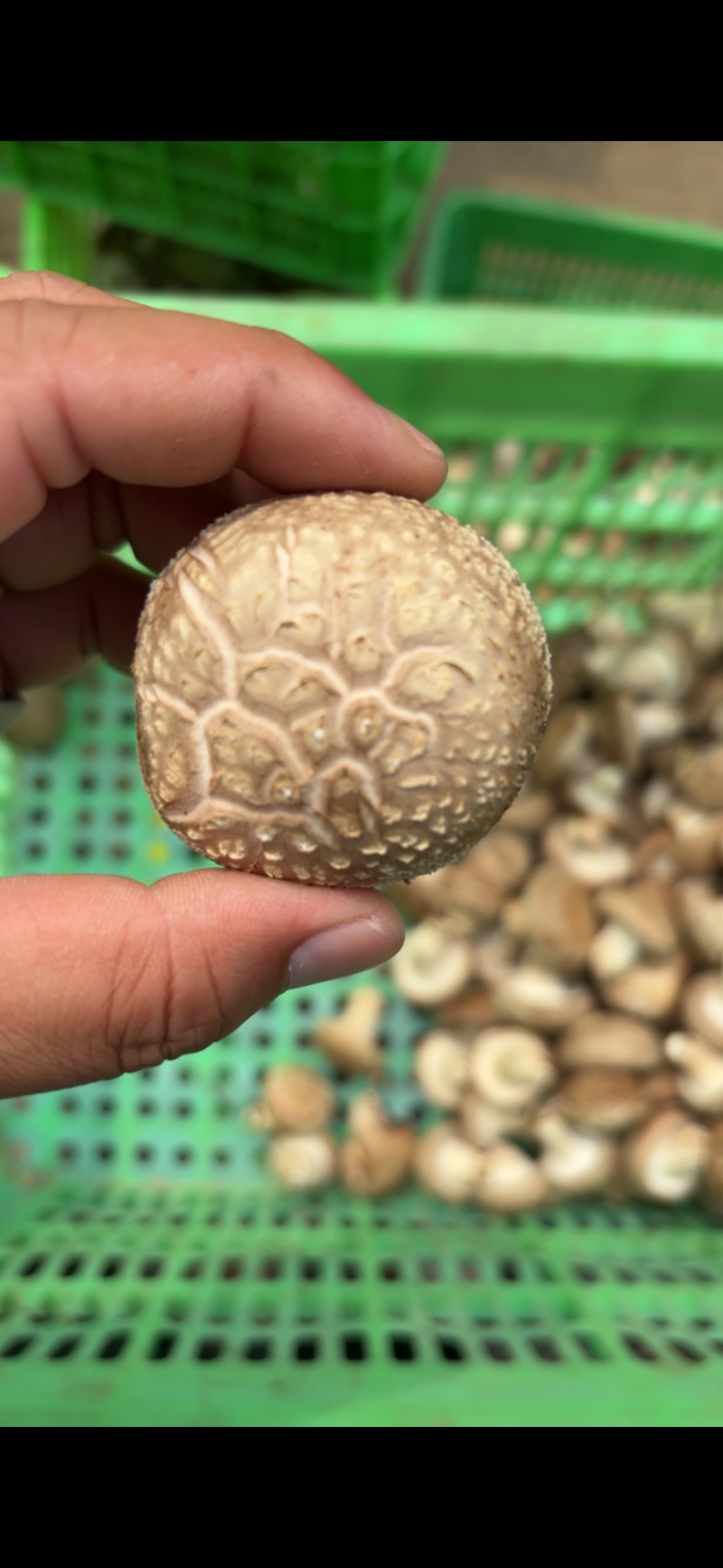 平泉香菇光面菇小菇菜菇花菇品类齐全欢迎咨询