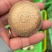 平泉香菇光面菇小菇菜菇花菇品类齐全欢迎咨询