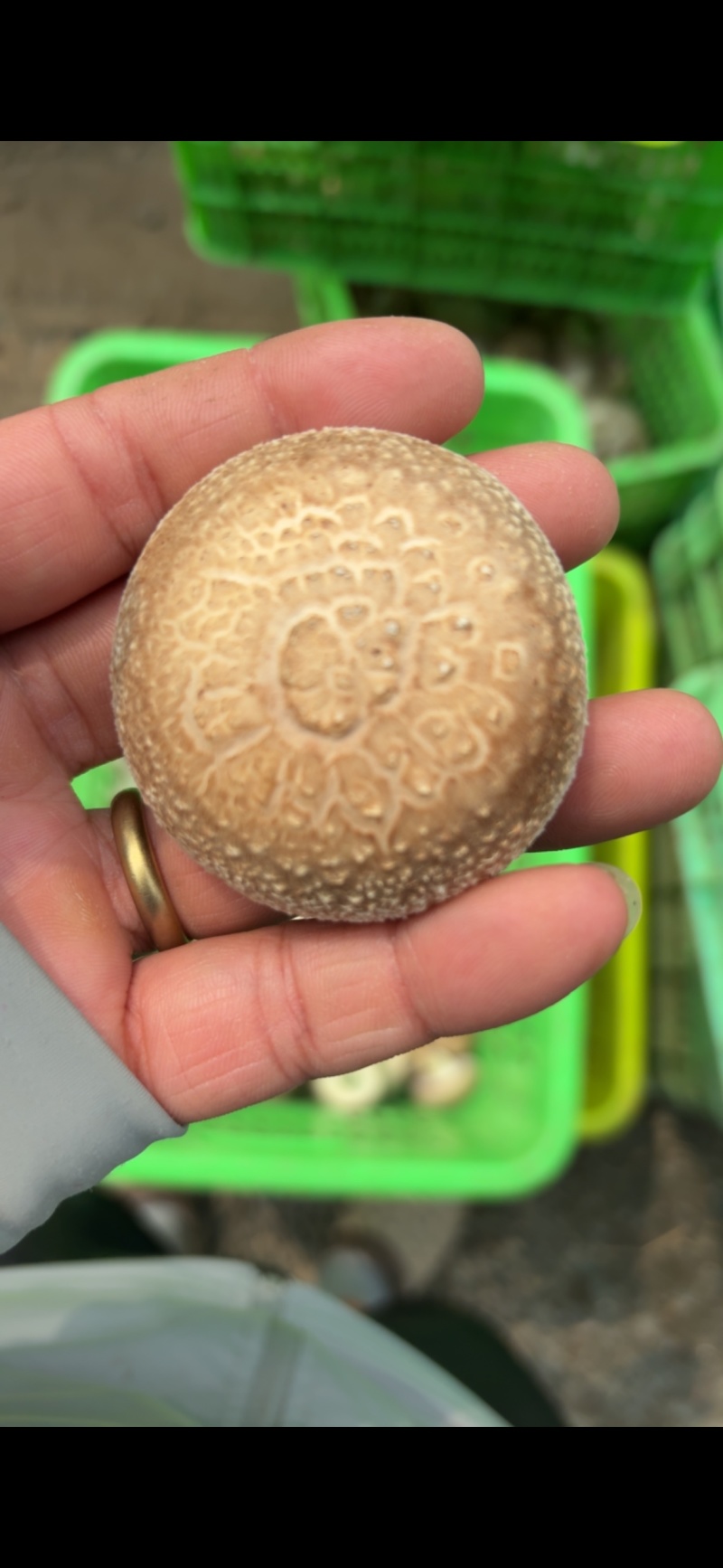 平泉香菇光面菇小菇菜菇花菇品类齐全欢迎咨询