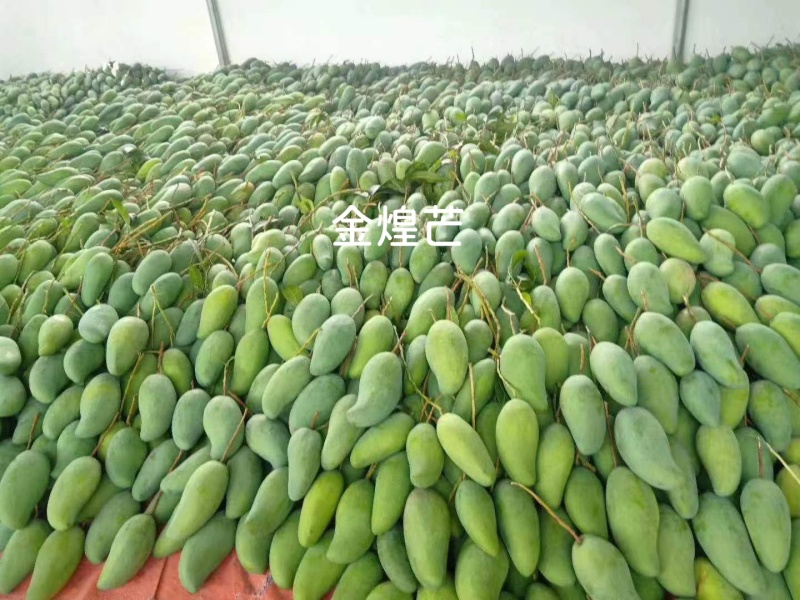 大青芒肉质软糯，皮薄肉厚，一件也是批发价，包邮到家
