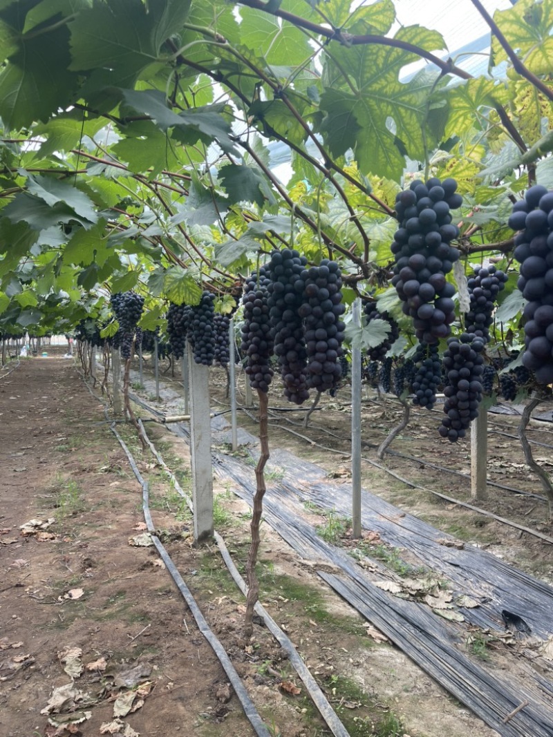 【实力热卖】江苏夏黑葡萄清甜可口价格美丽对接全国量大从