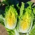 河北大白菜大量上市