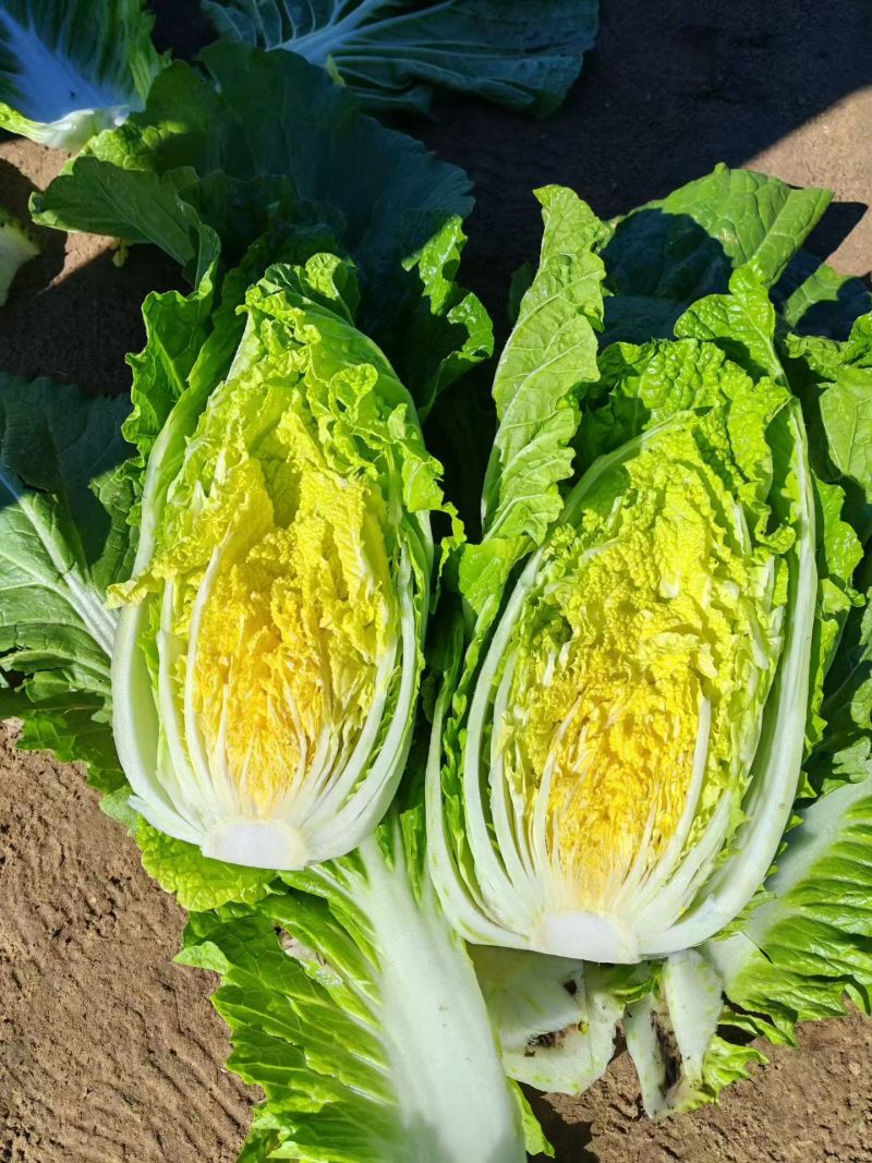 河北大白菜大量上市
