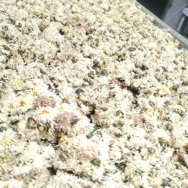 亳菊出售，1000公斤左右！
