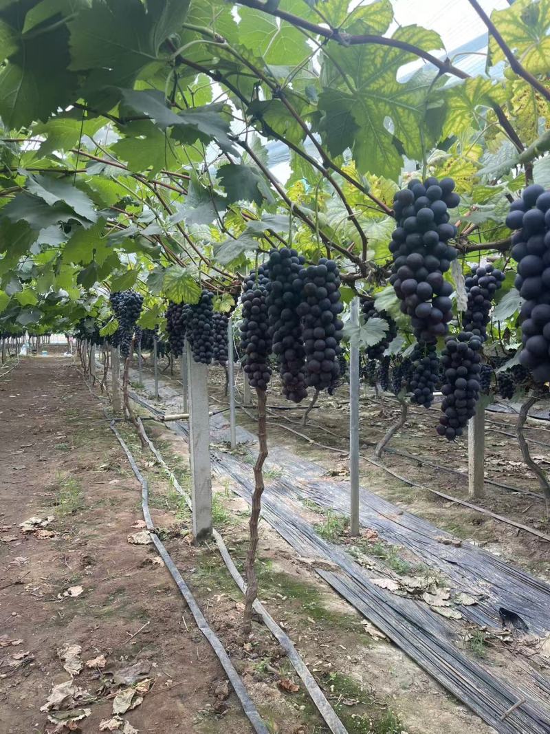 【实力热卖】江苏夏黑葡萄清甜可口价格美丽对接全国量大从