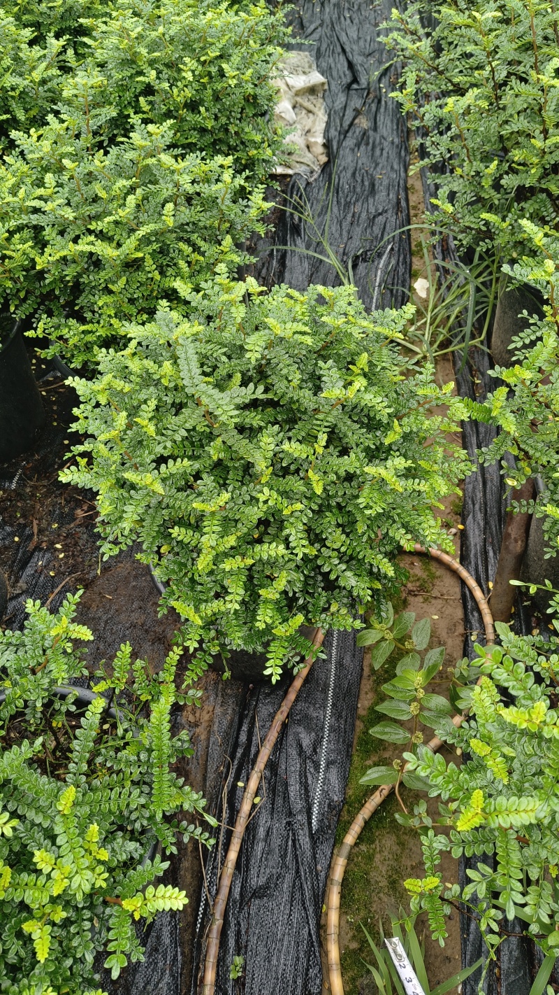 清香木胡椒木