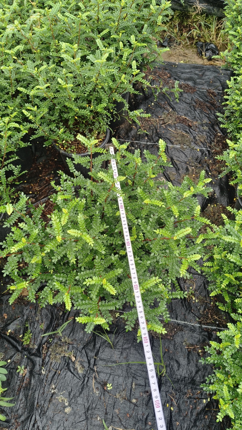 清香木胡椒木