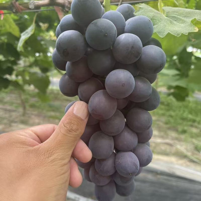 江苏夏黑葡萄价格美丽质量好价格美丽质量好对接全国质量好