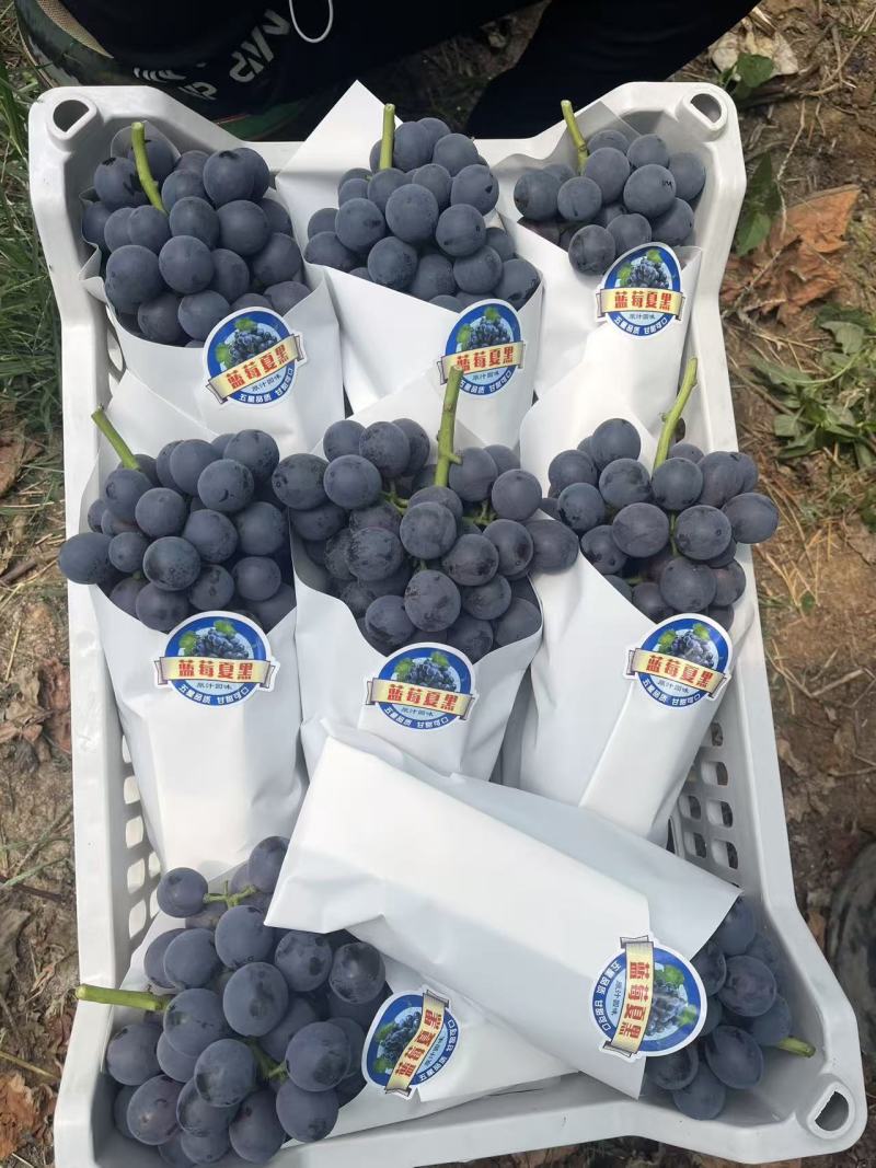 江苏夏黑葡萄价格美丽质量好价格美丽质量好对接全国质量好