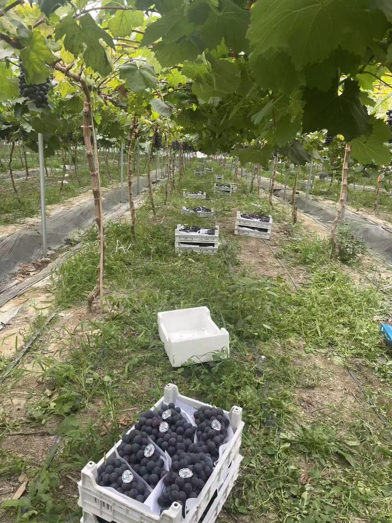 江苏夏黑葡萄价格美丽质量好价格美丽质量好对接全国质量好