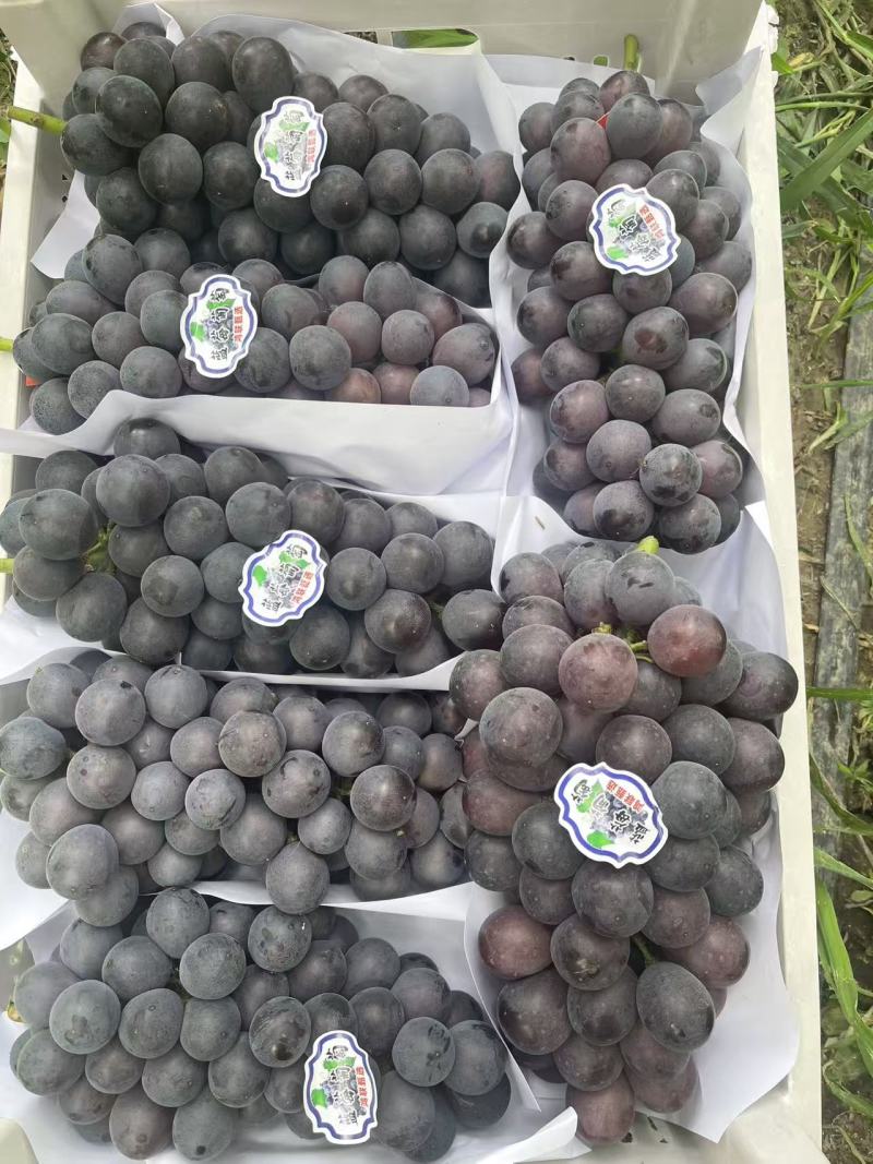 江苏夏黑葡萄价格美丽质量好价格美丽质量好对接全国质量好