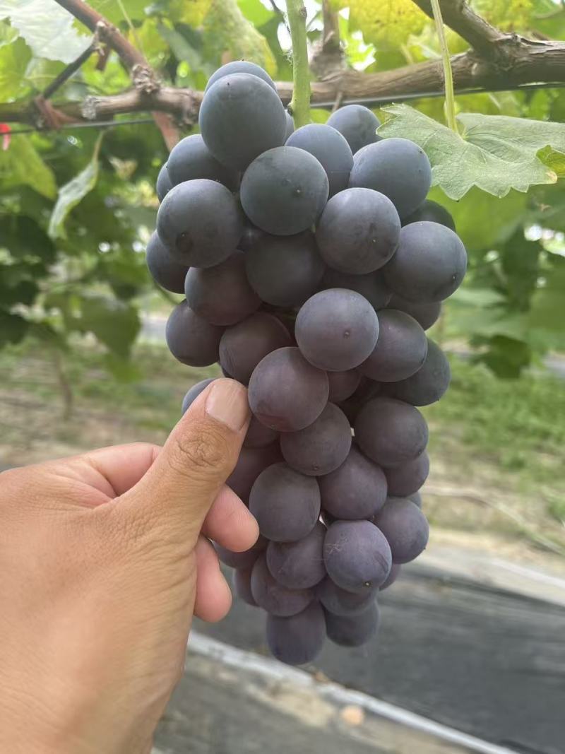 江苏夏黑葡萄价格美丽质量好价格美丽质量好对接全国质量好
