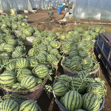 江苏美都西瓜价格优惠对接全国质量好走货快欢迎询价